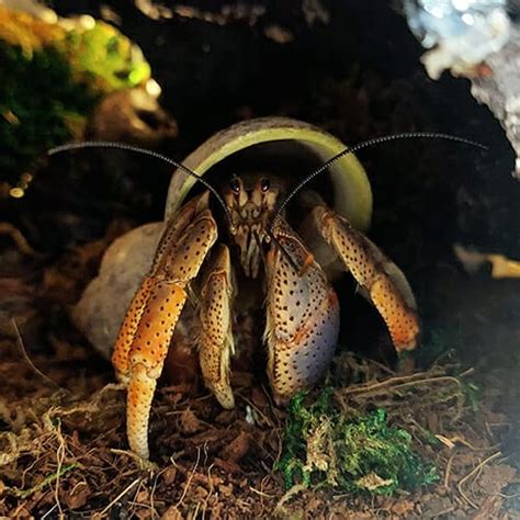 Coenobita clypeatus: Fun Facts About the Purple .